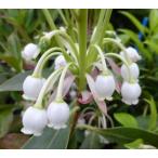 белый цветок Hong Kong dou Dan азалия ( pot рассада ) рассада саженец 