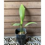 uchiwa cocos nucifera likala*perutata*smawongi-3 размер pot рассада (peruta-ta*sma one gi-)