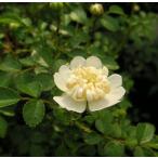  белый цветок teli - noi роза (. лист . роза )5 размер растение в горшке Tang ... рассада саженец ..