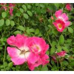  персик цветок ( красный цветок )toge нет teli - noi роза 5 размер растение в горшке (. нет . лист . роза ).. рассада саженец toge нет noi роза 