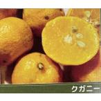 ショッピング苗 沖縄柑橘　クガニー（黄金・クガニ）　：果樹苗　柑橘苗　苗木　接木　苗　みかん　　沖縄かんきつ