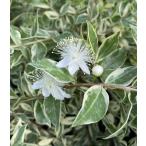 ミルタス5寸鉢植え：熱帯果樹苗マートル