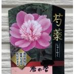 . лекарство ( пион ) весна. . рассада pot ..