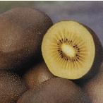  киви фрукты : creamy Mitaka ( женский дерево ) желтый реальный киви : фруктовое дерево рассада k Lee mi Mitaka creamy ... creamy mitaka. покупка 