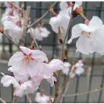 6 размер растение в горшке Sakura. дерево Sakura. саженец Sakura. цветок .. Sakura :hi gun The kla( Sakura ) саженец Sakura рассада Sakura 