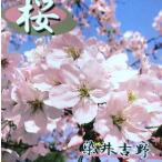 6 размер растение в горшке Sakura Sakura. дерево Sakura. саженец Yoshino Sakura (.. Yoshino Sakura ):someiyo инструмент для проволоки The kla( Sakura ) саженец Sakura рассада Sakura 