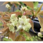 6 размер растение в горшке Sakura. дерево Sakura. саженец Sakura. цветок .. желтый :gyo после ( желтый Sakura ) саженец Sakura рассада Sakura 