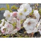 6 размер растение в горшке Sakura. дерево Sakura. саженец Sakura. цветок . -слойный . Ooshima Sakura :yae алый oo sima The kla( Sakura ) саженец Sakura рассада Sakura 