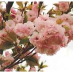 6 размер растение в горшке Sakura. дерево Sakura. саженец Sakura. цветок удача .. Sakura :f черный kju( Sakura ) саженец Sakura рассада Sakura 