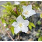 6 размер растение в горшке Sakura. дерево Sakura. саженец Sakura. цветок Ooshima Sakura : oo sima The kla( Sakura ) саженец Sakura рассада Sakura 