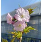 6 размер растение в горшке Sakura. дерево Sakura. саженец Sakura. цветок ... Sakura :yo поплавок hi The kla( Sakura ) саженец Sakura рассада Sakura 