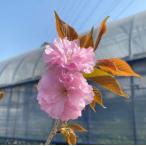 6 размер растение в горшке Sakura. дерево Sakura. саженец Sakura. цветок . гора Sakura : can The n( Sakura ) саженец Sakura рассада Sakura 