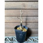 ..ka помятость :.. Kashiwa. дерево контактный дерево рассада саженец значительно если нет ka помятость noki