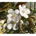 6 размер растение в горшке Sakura. дерево Sakura. саженец Sakura. цветок . река шт. . Sakura :sruga большой запах ( Sakura ) саженец Sakura рассада Sakura 