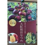 最大果重100グラムの超巨大棗大紅...