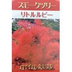  затонированный tree little рубин pot .. рассада саженец 