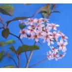  большой АО Sakura. дерево Sakura. саженец Sakura. цветок красный цветок .. сверху паз Sakura 6 размер растение в горшке : красный цветок e слон wamiz The klaezoro там ( Sakura ) саженец Sakura рассада Sakura 