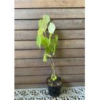 シナノキ　ポット植え　苗　苗木