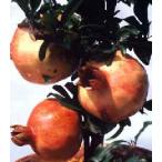 ... дерево .. саженец большой . гранат ( Япония ...): фруктовое дерево рассада Япония гранат .... дерево 