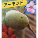 アーモンド苗木 アーモンド(接ぎ木苗 ポット植え) :果樹苗 苗 苗木