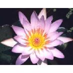  водяная лилия : rose are-( большой колесо персик цветок )