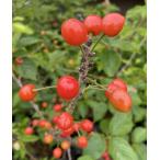 ショッピングさくらんぼ 暖地桜桃（サクランボ）：果樹苗　　さくらんぼ　苗木　苗　接木