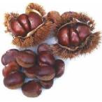 栗苗木苗筑波：果樹苗