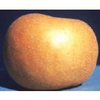 ショッピング梨 幸水（梨）：果樹苗