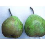 ラ・フランス（西洋梨）：果樹苗