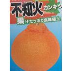 不知火 柑橘 (しらぬい シラヌイ ):果樹苗 *デコポンという名称は使用できません! 柑橘苗 苗木 接木 苗 みかん