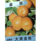 大実金柑：果樹苗柑橘苗苗木接木苗み...