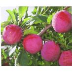 プルーン苗木太陽：果樹苗