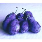 プルーン苗木サンプルーン：果樹苗