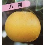 八朔：果樹苗柑橘苗苗木接木苗みかん