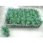  шар дракон ( дракон. hige) :40 pot ввод 
