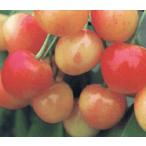 ナポレオン（サクラン