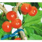 さおり（サクランボ）：果樹苗　　さくらんぼ　苗木　苗　接木