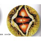 栗苗木苗紫峰しほう：果樹苗