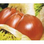 栗苗木苗丹沢：果樹苗