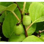 両性種　大実さるなし（オオミサルナシ　インパル）：果樹苗　１本で実がなります