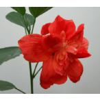  гибискус ma dam Pele рассада саженец * сезон в зависимости, высота дерева . лист ... образец фотография . значительно также бывает отличается 