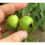 八房バンジロウ（グアバ）5寸鉢植�