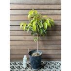  Nikkei (niki. дерево ) рассада саженец *. форма ...... случается 