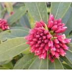  волчеягодник зимний ( Gin chouge) красный цветок (6 размер растение в горшке )