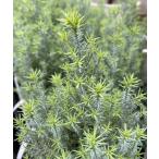  белый Star ( хвойное дерево ) 4 размер pot ..