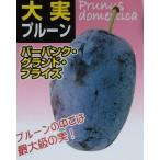 プルーン苗木バーバンクグランドプラ...