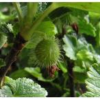 ヤシャビシャク 　苗　苗木　ポット植え