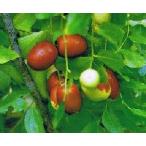 ナツメ：果樹苗＊樹高20〜30センチ程度