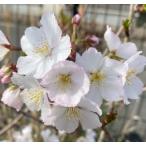  Sakura. дерево Sakura. саженец Sakura. цветок Sakura. дерево Sakura. саженец Sakura. цветок тихий . Sakura :sizka запах The kla( Sakura ) саженец Sakura рассада Sakura 