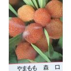 ヤマモモ雌木：果樹苗雌木メス木実が...